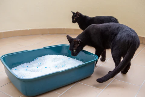 two black cats in litter box