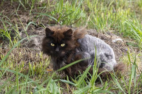 cat with matted fur