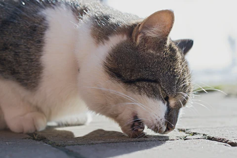 cat vomiting on pavement