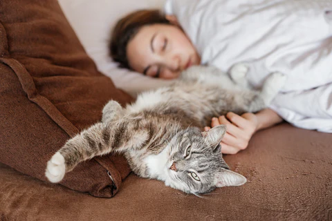 cat and person in bed