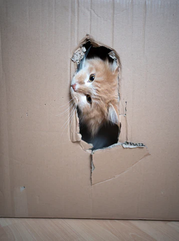 cat chewing on cardboard