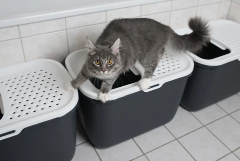 cat on litter boxes