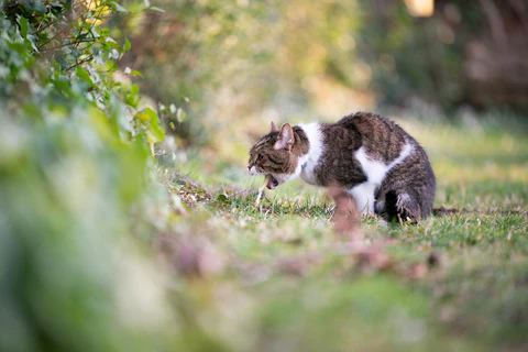 cat throwing up on grass