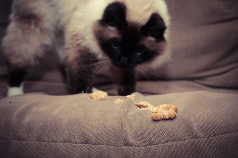 cat vomiting on sofa