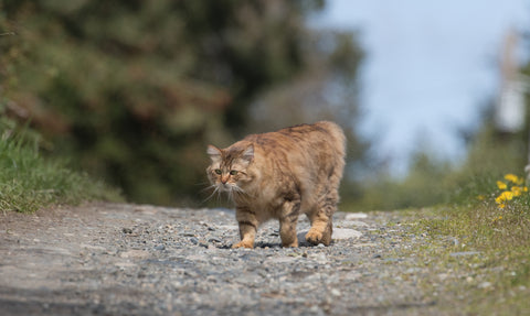 Manx cat