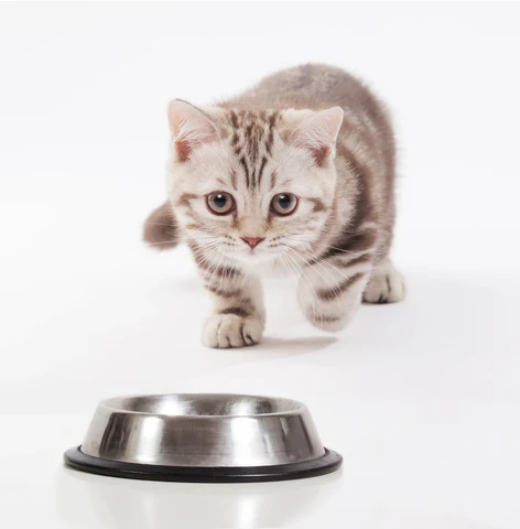 kitten rushing to food dish