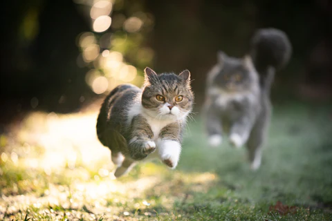 cats chasing