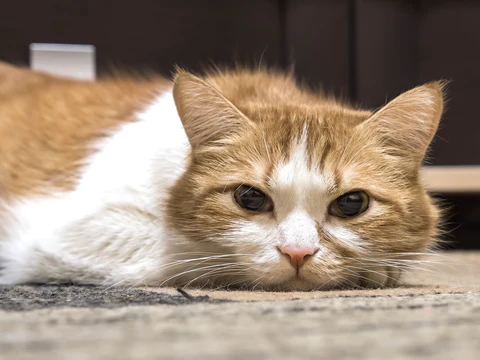 orange and white cat looking sick