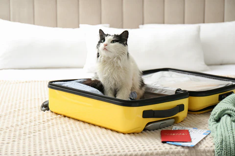 cat in suitcase