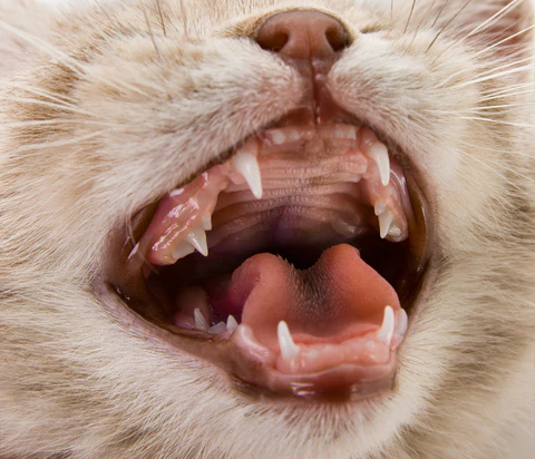 cat teeth