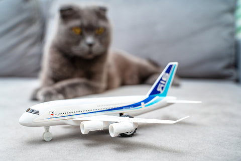 cat and airplane