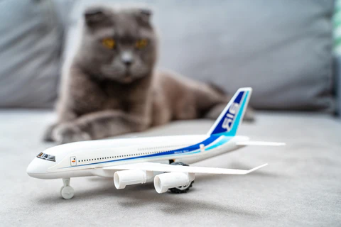 cat and airplane