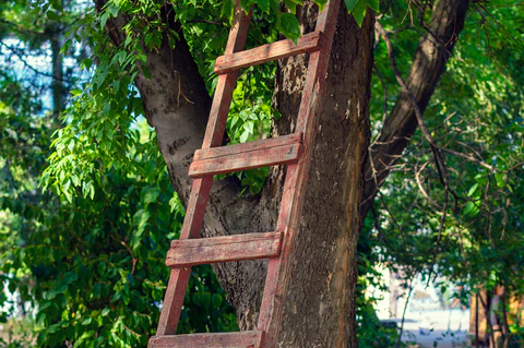 ladder leaning against a tree