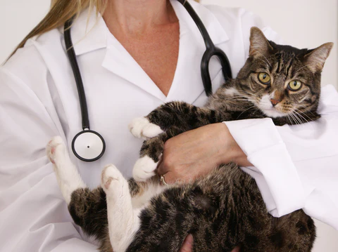 cat with veterinarian