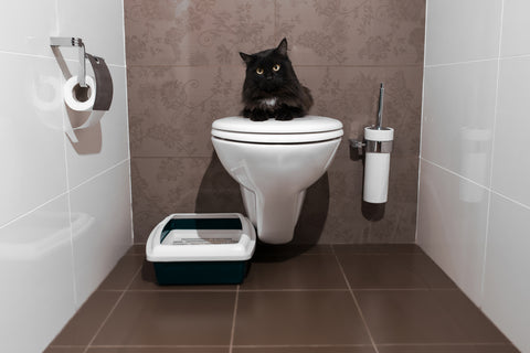 cat on a toilet