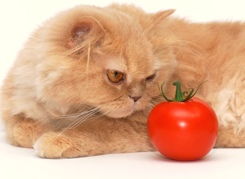 cat with tomato