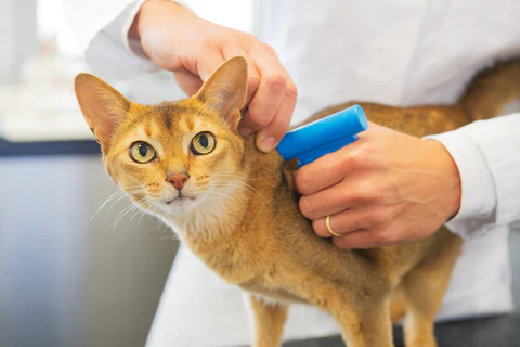 cat being microchipped