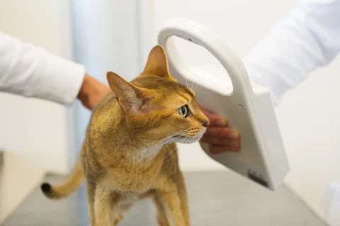 cat being scanned for a microchip