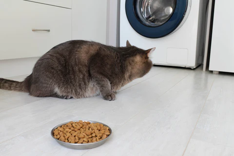 cat refusing food