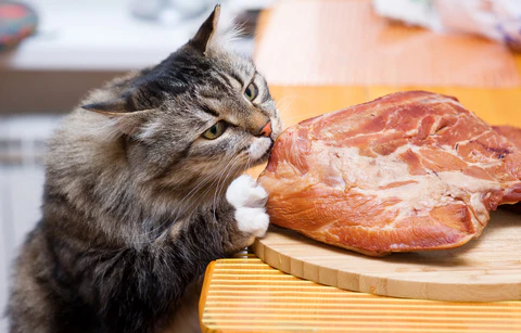 cat eating meat off the table