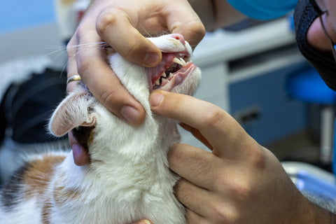 cat with tartar on teeth