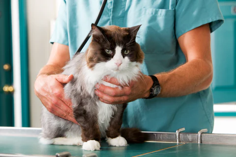 cat and veterinarian