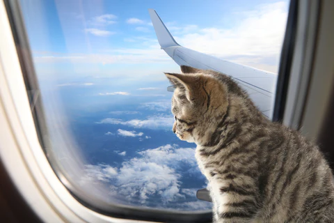 cat on airplane