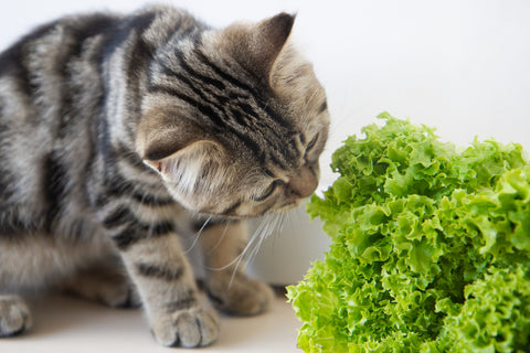 cat eating lettuce
