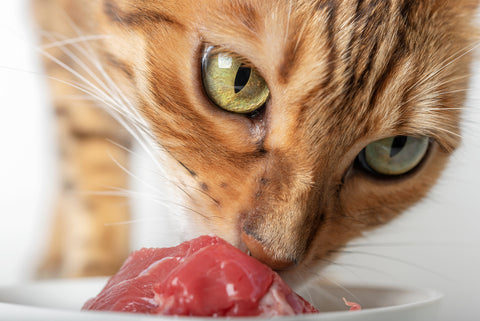 cat eating meat