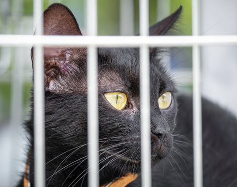 black cat in shelter