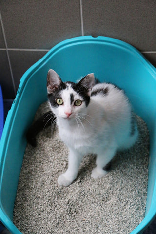 cat in litter box