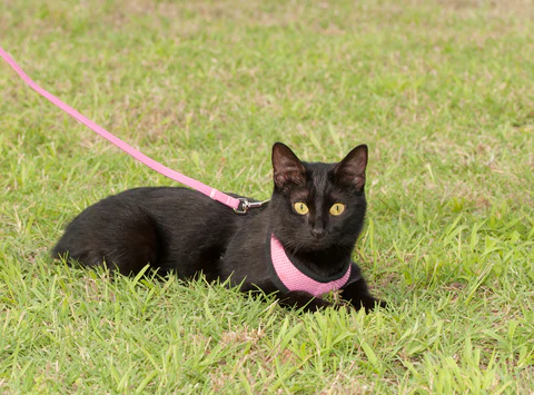 cat in harness