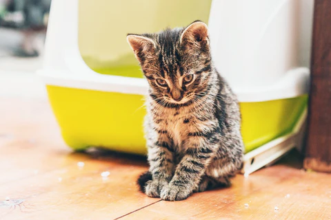 kitten in front of a hooded litter box