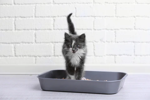 grey kitten in a litter box