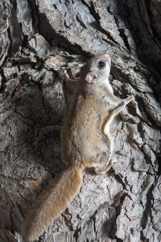 flying squirrel