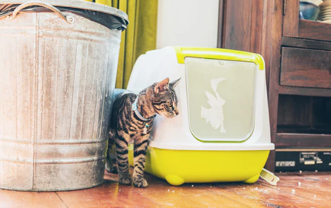 litter box with kitten