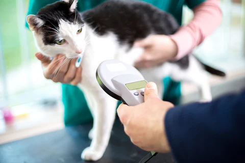 cat being scanned by a microchip scanner