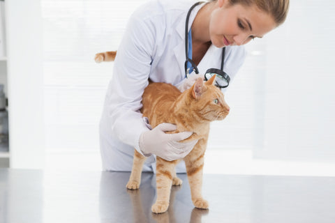 cat with vet