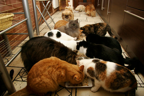 many cats eating all at once