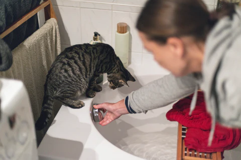 cat in a tub