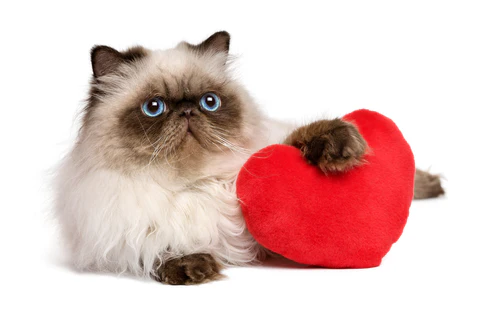 cat with heart