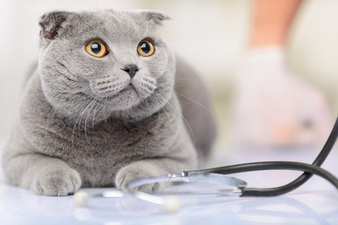 cat at vet office
