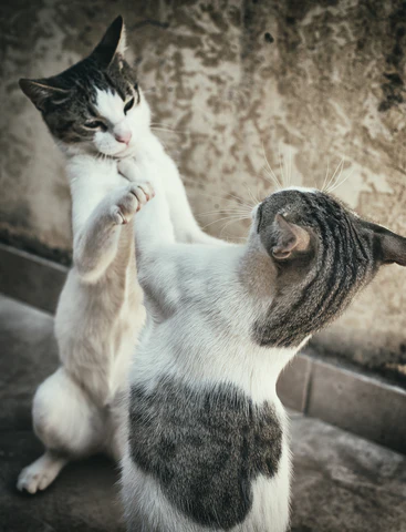 fighting cats