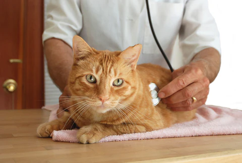 cat at vet