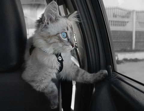 cat in car