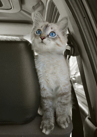 cat roaming free in a car