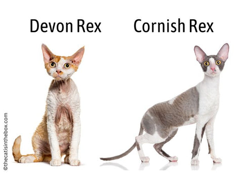 devon rex vs cornish rex