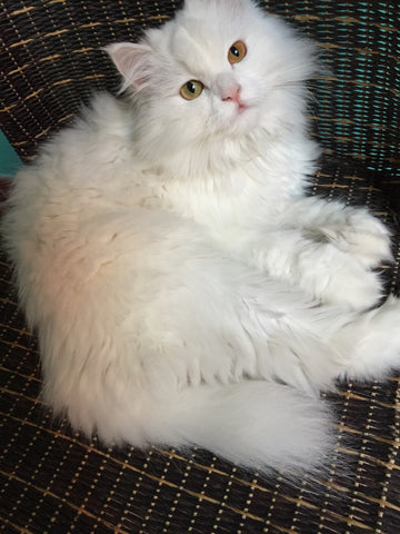 Turkish Angora