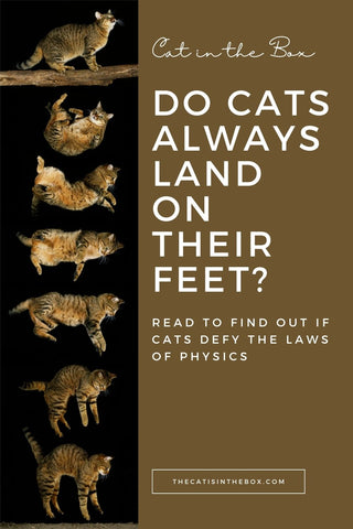 Do cats always land on their feet Pinterest-friendly pin