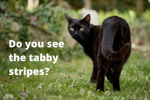 tabby stripes on a black cat